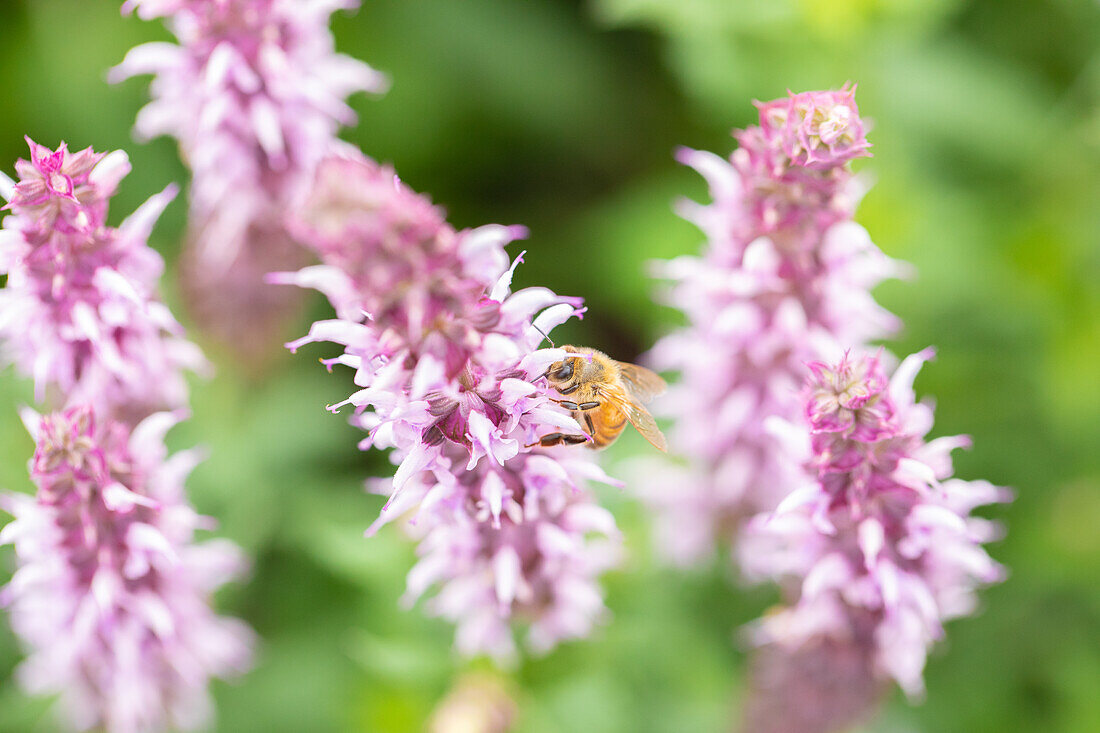 Salvia nemorosa Salute® Light Pink