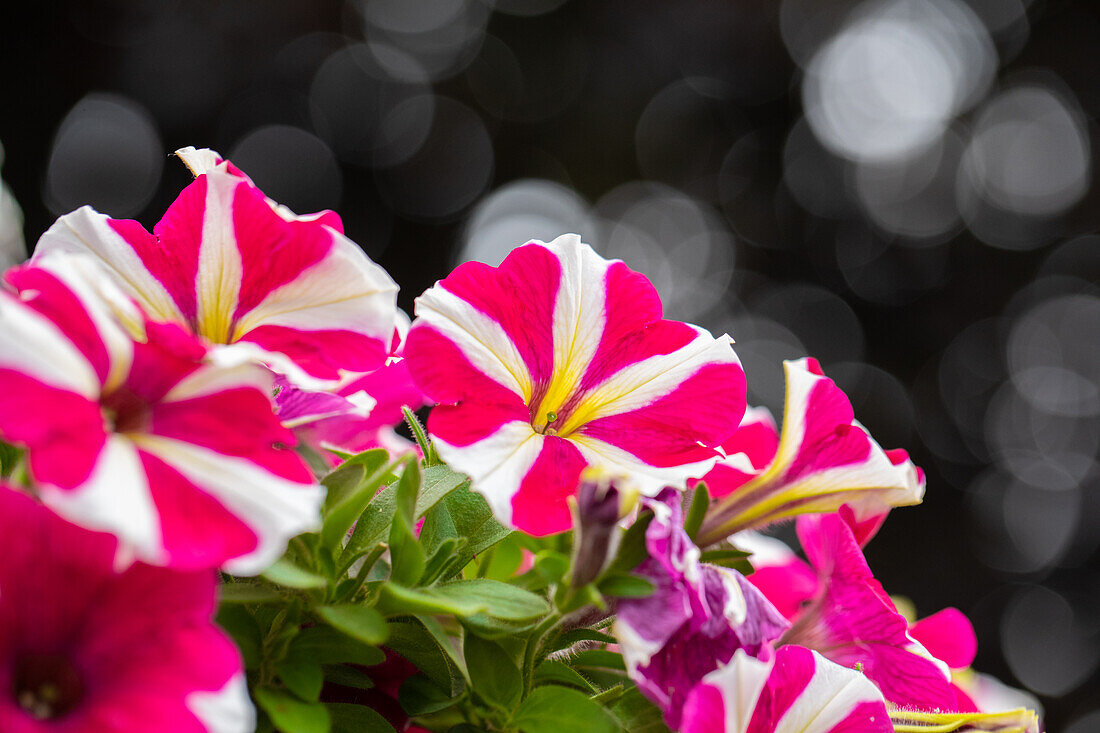 Petunia ,Surprise Cerise Star'