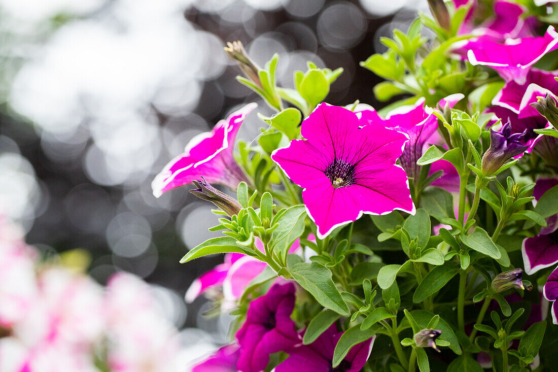 Petunia ,Surprise Magenta Halo'