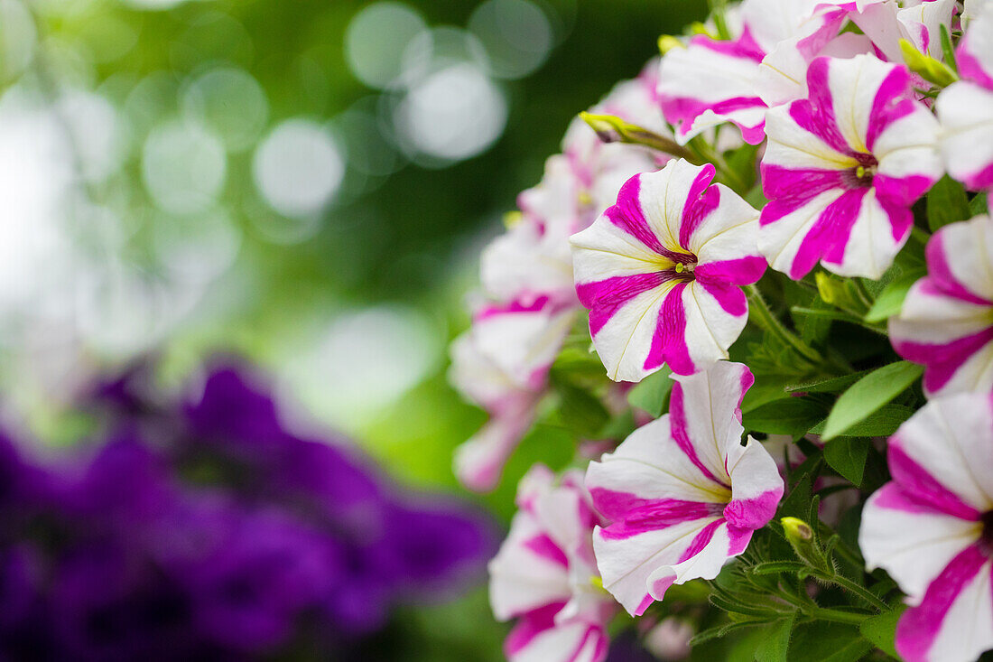 Petunia ,Surprise Pink Star'