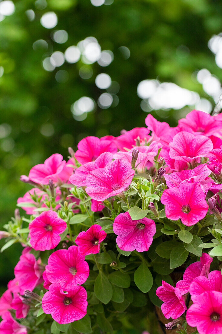 Petunia 'Surprise Hot Pink'