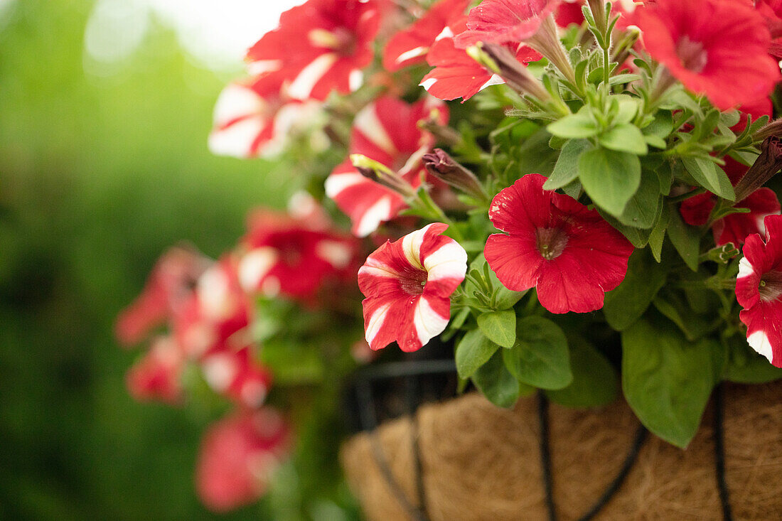 Petunia ,Peppy Hot Red'