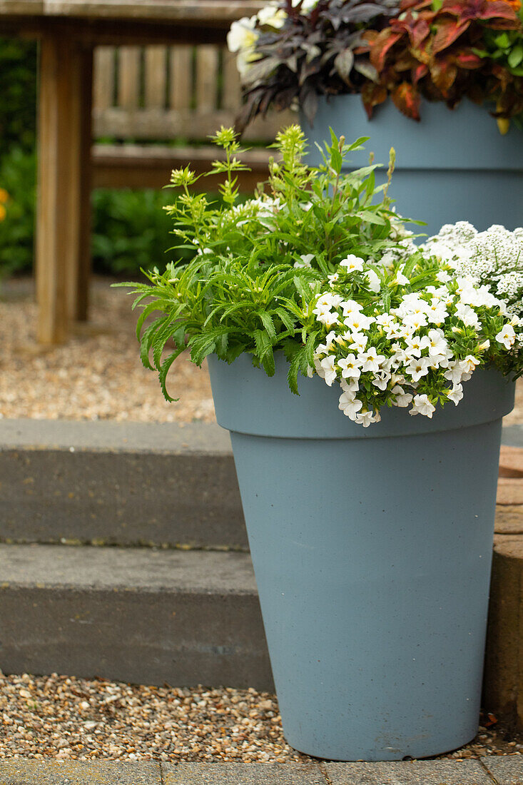 Flowerpot with seasonal plants