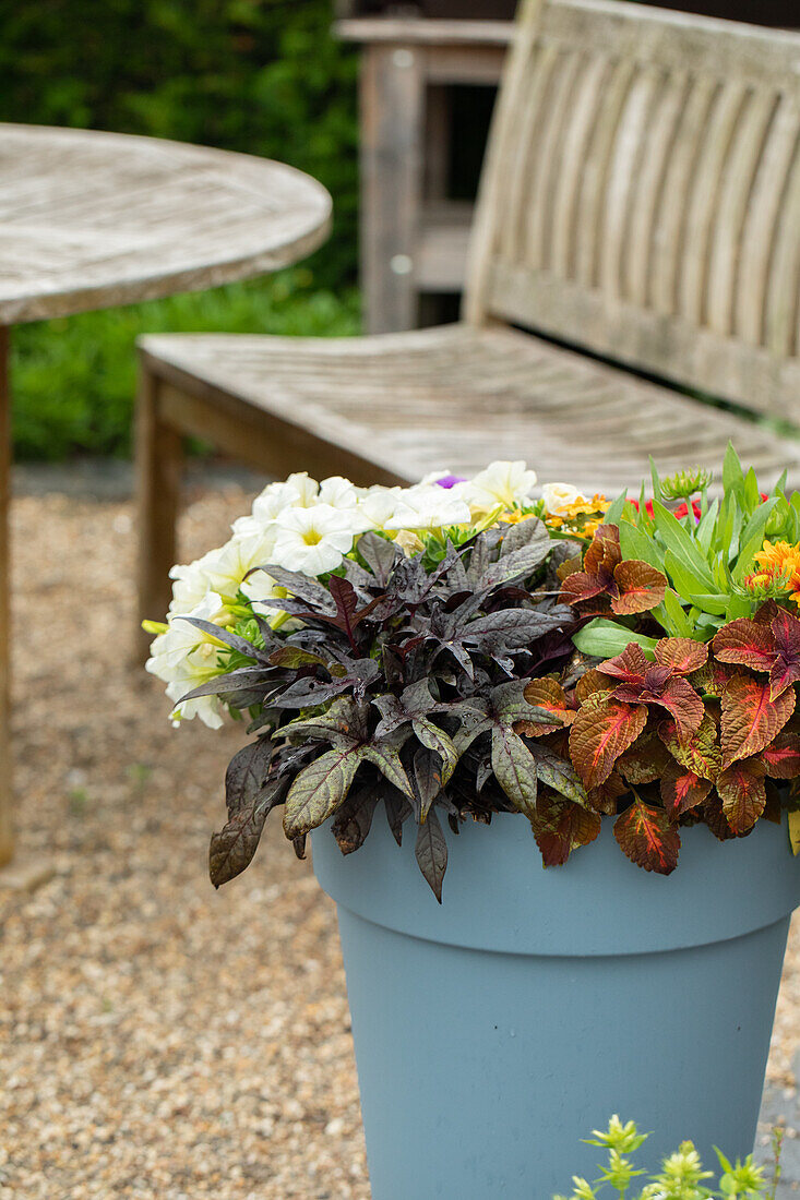 Flowerpot with ornamental foliage plants