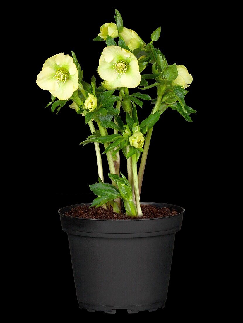 Helleborus orientalis Spring Promise