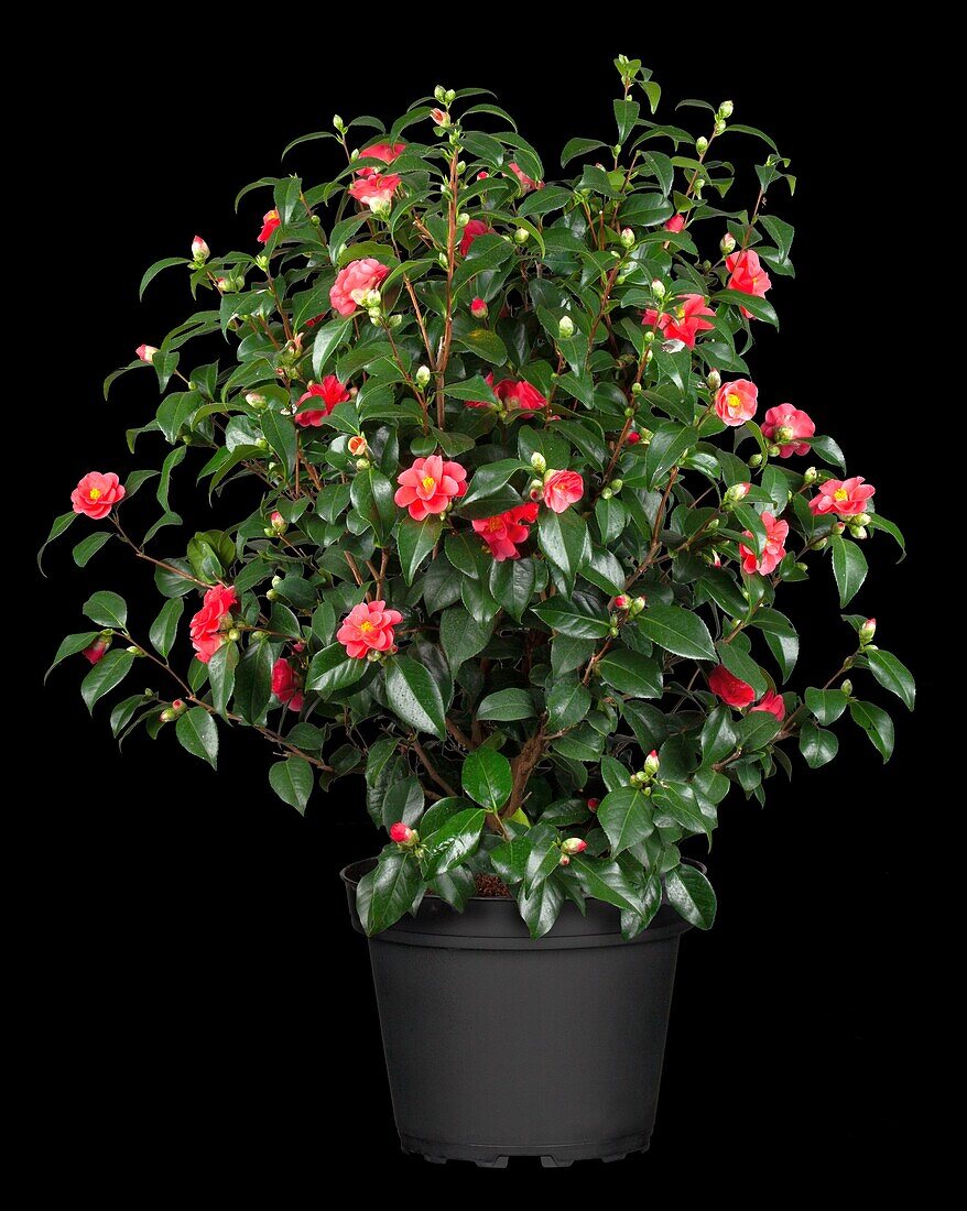 Camellia japonica, red