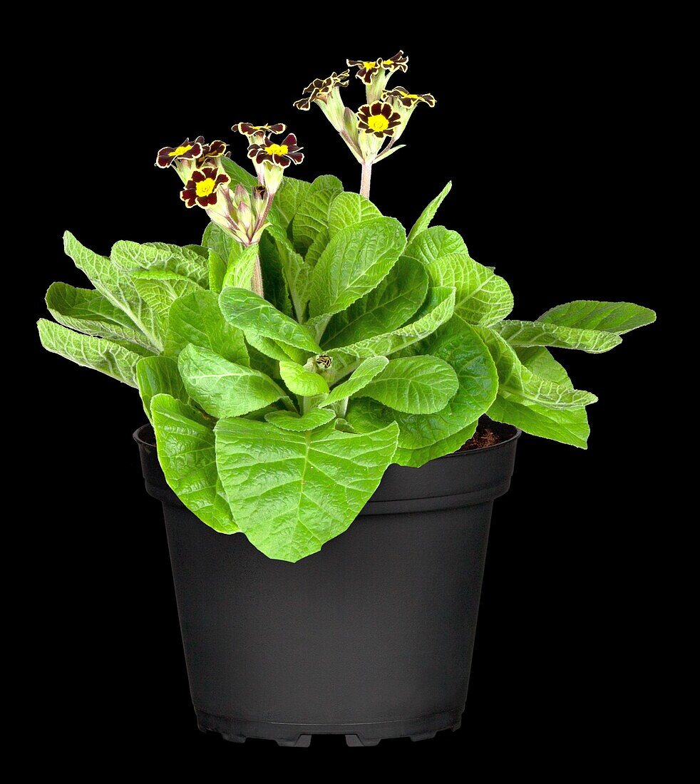 Primula elatior 'Victoriana Gold Lace Black'