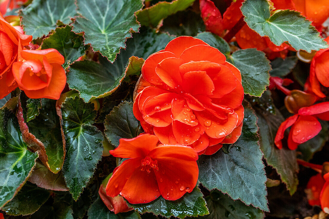 Begonia Easy Going Coral