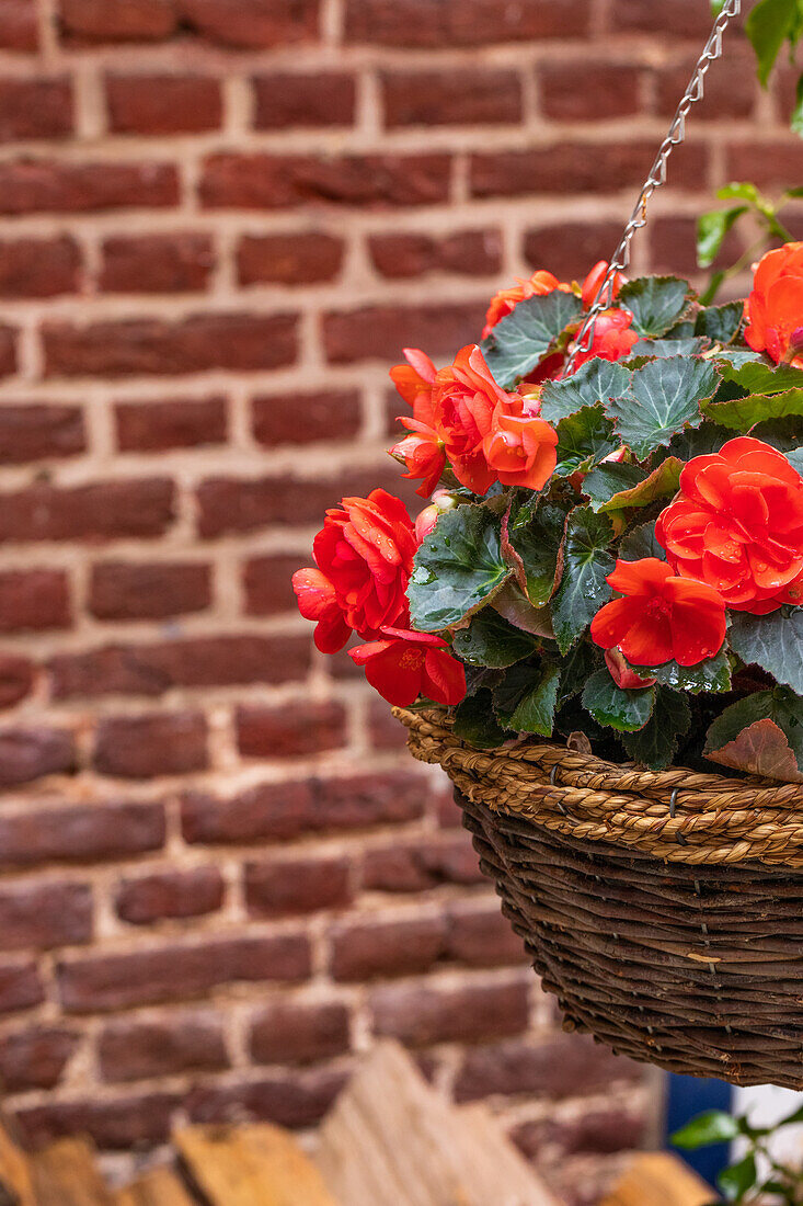 Begonia 'Easy Going Coral'