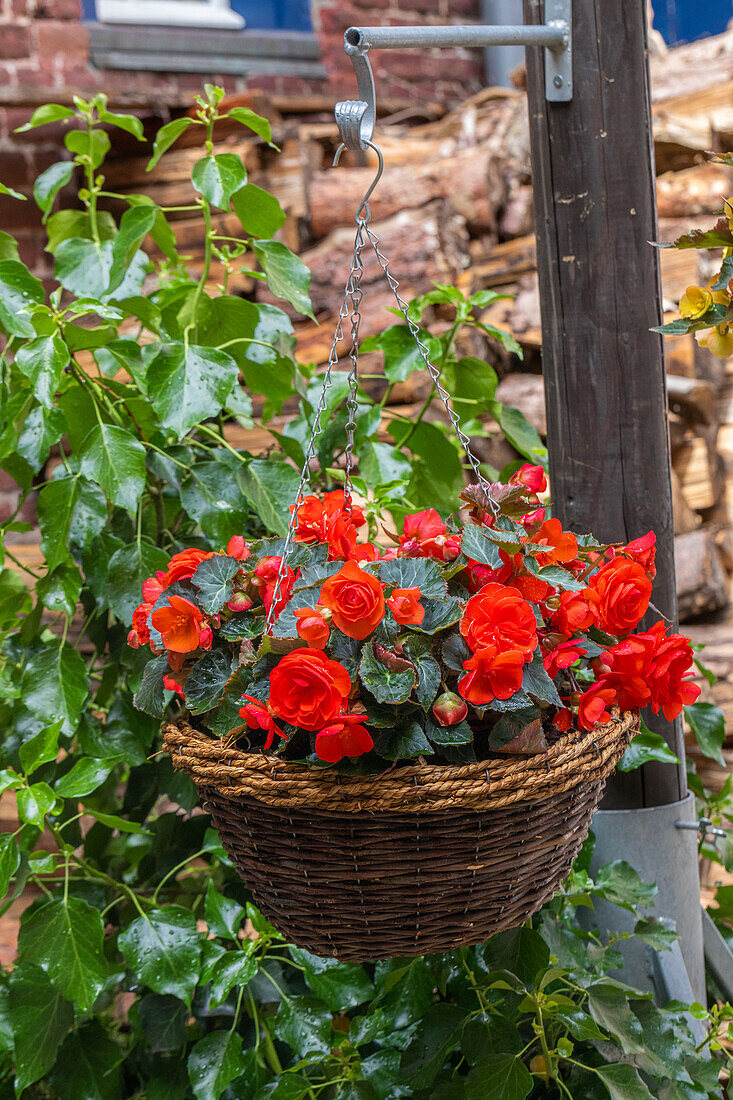 Begonia 'Easy Going Coral'