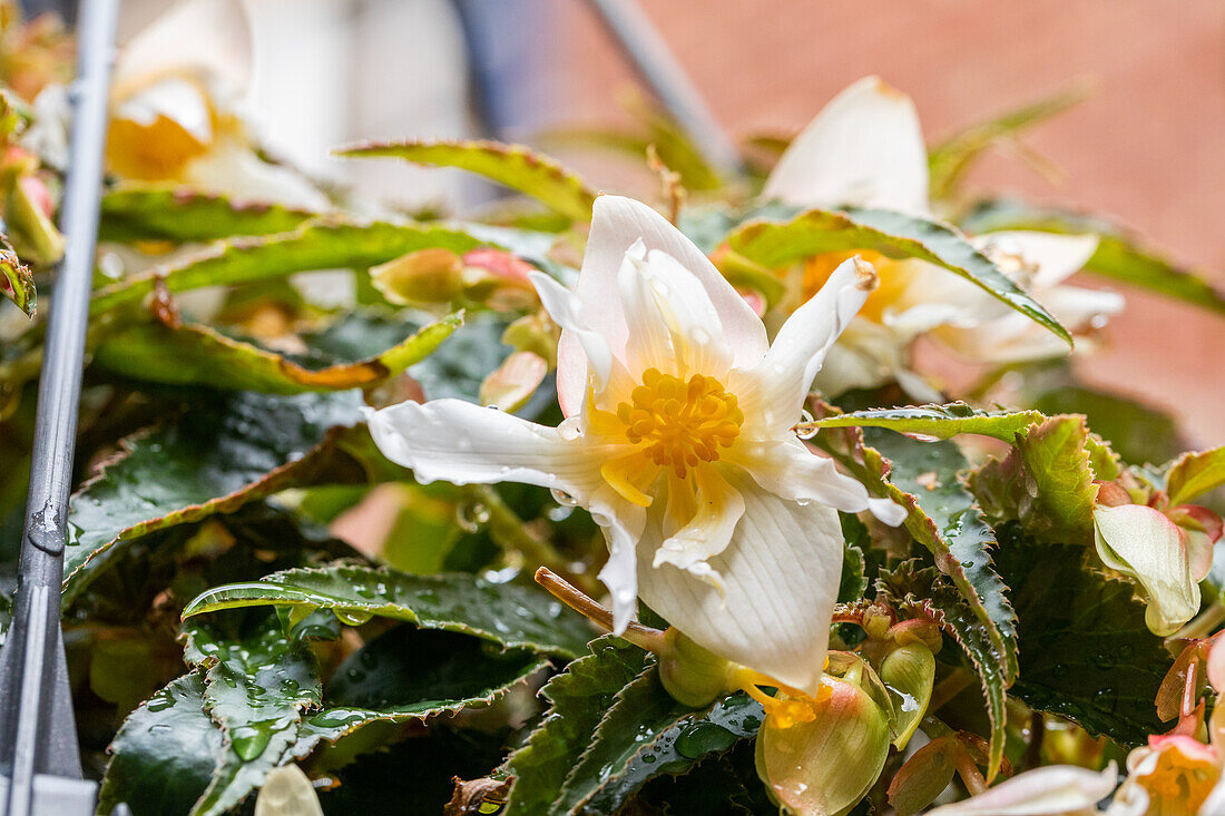 Begonia SUMMERWINGS 'White Elegance'