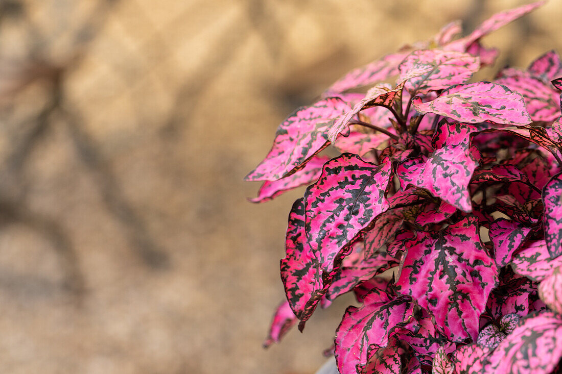 Hypoestes HIPPO Rose