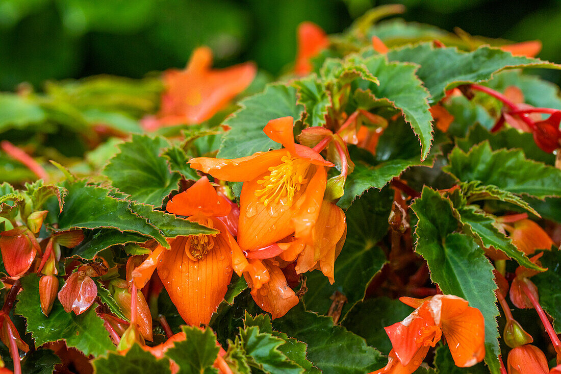 Begonia SUMMERWINGS™ 'Orange'
