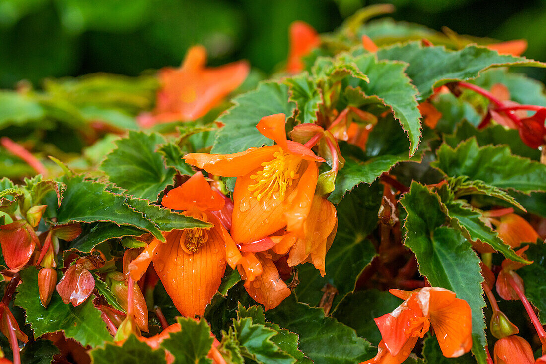 Begonia SUMMERWINGS 'Orange'