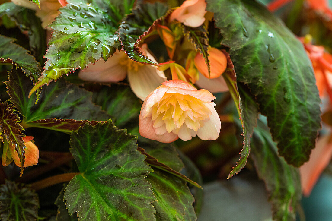 Begonia SUMMERWINGS™