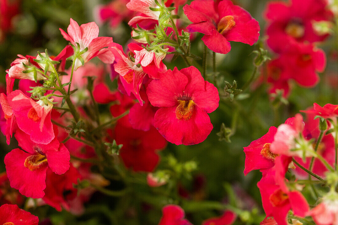 Nemesia SUNSATIA UP Yumberry