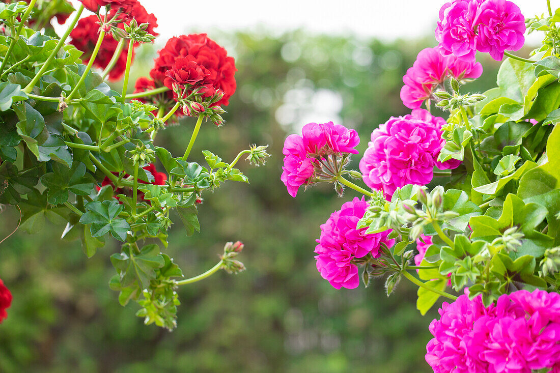 Pelargonium peltatum 'Great Balls of Fire Blue'.