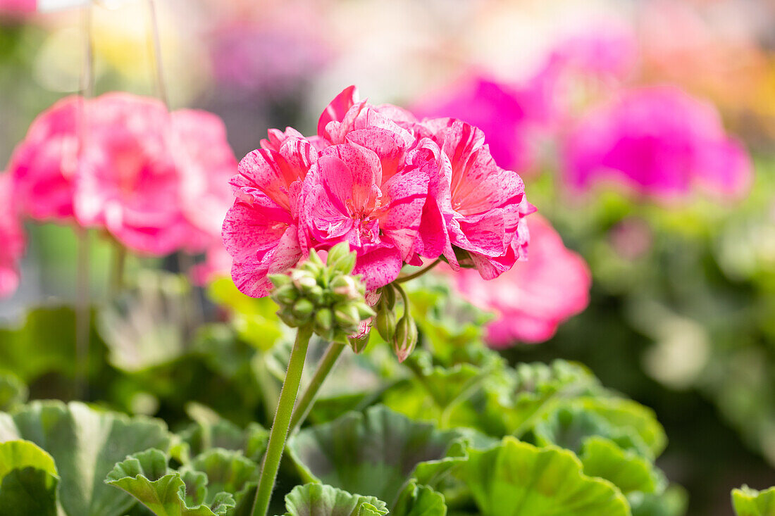 Pelargonium "Survivor Idols Pink Batik".