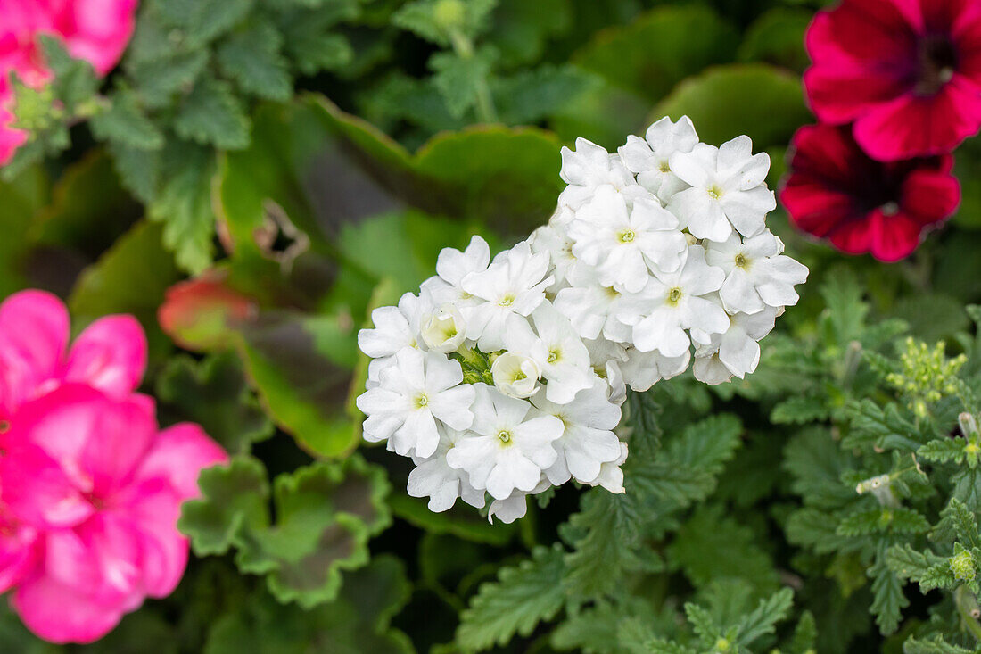 Verbena 'Empress Sun White'