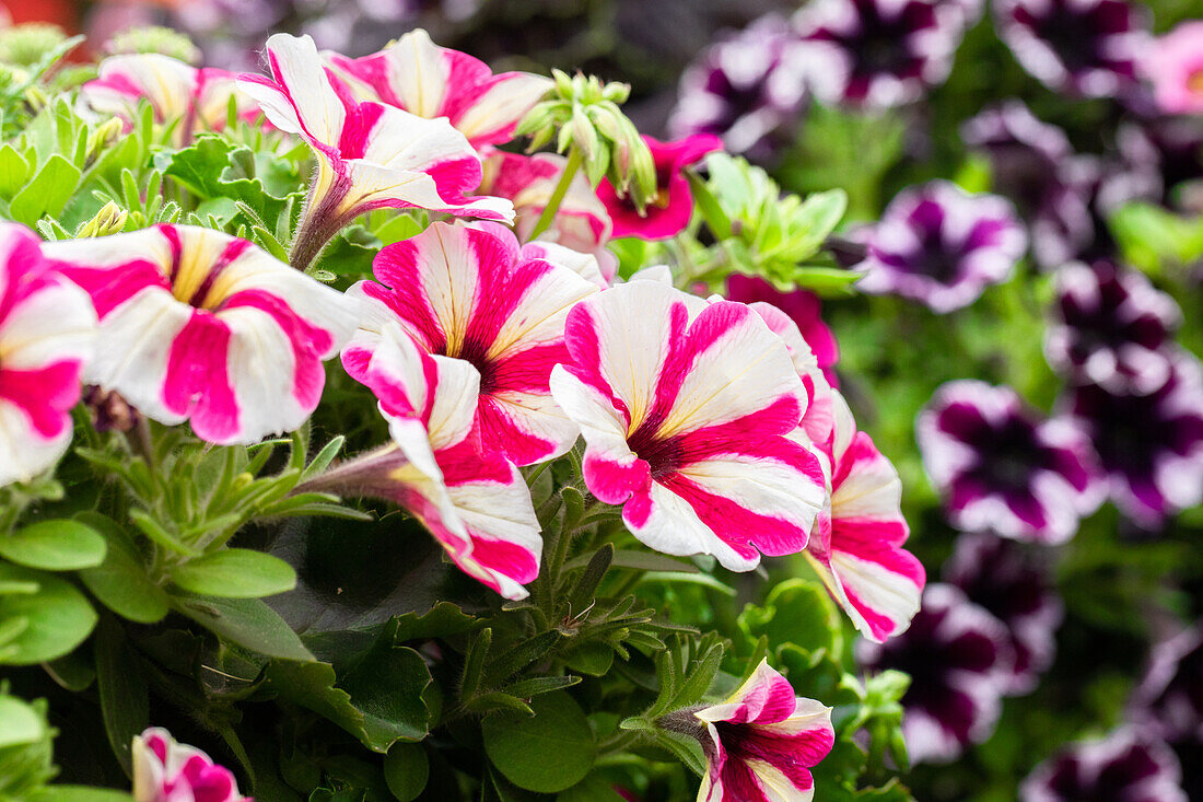 Petunia 'Surprise Pink Star'