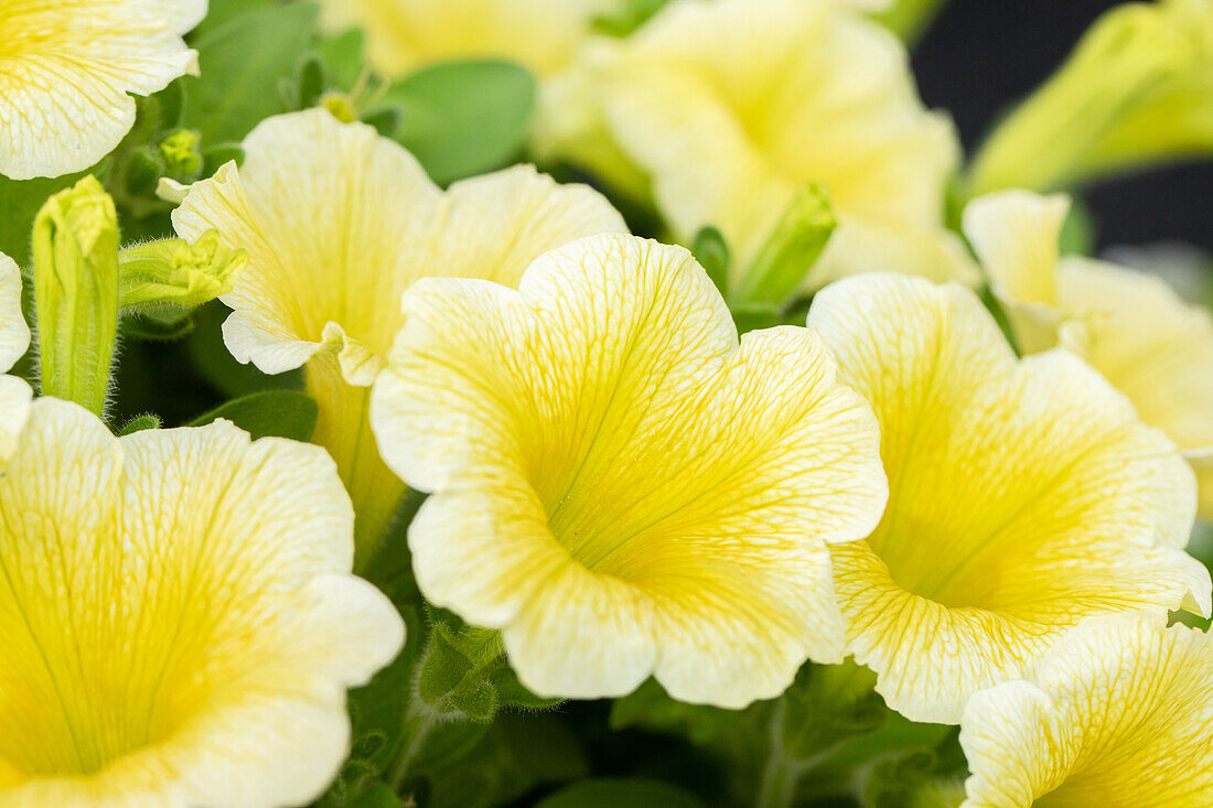Petunia 'Potunia® Plus Yellow'.