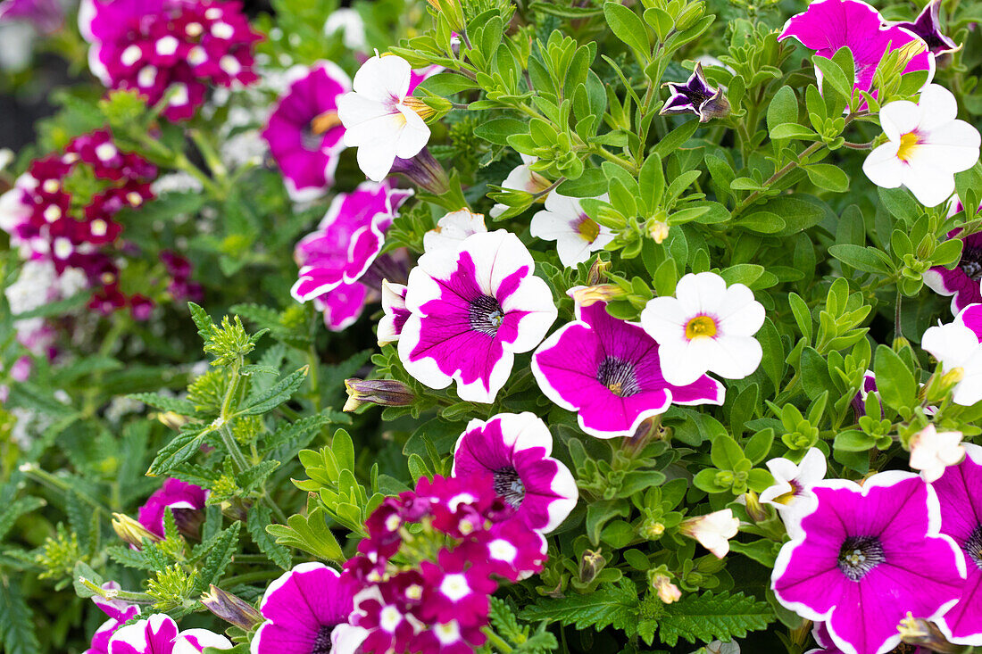 Garden Party Magenta Lights