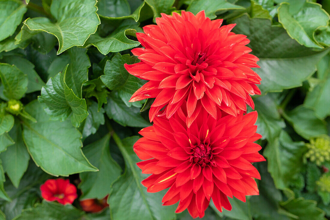 Garden Party 'Red Balloons