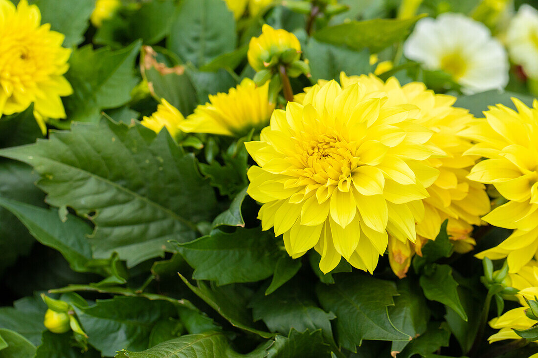 Dahlia Dahlinova Hypnotica® 'Yellow 2020'