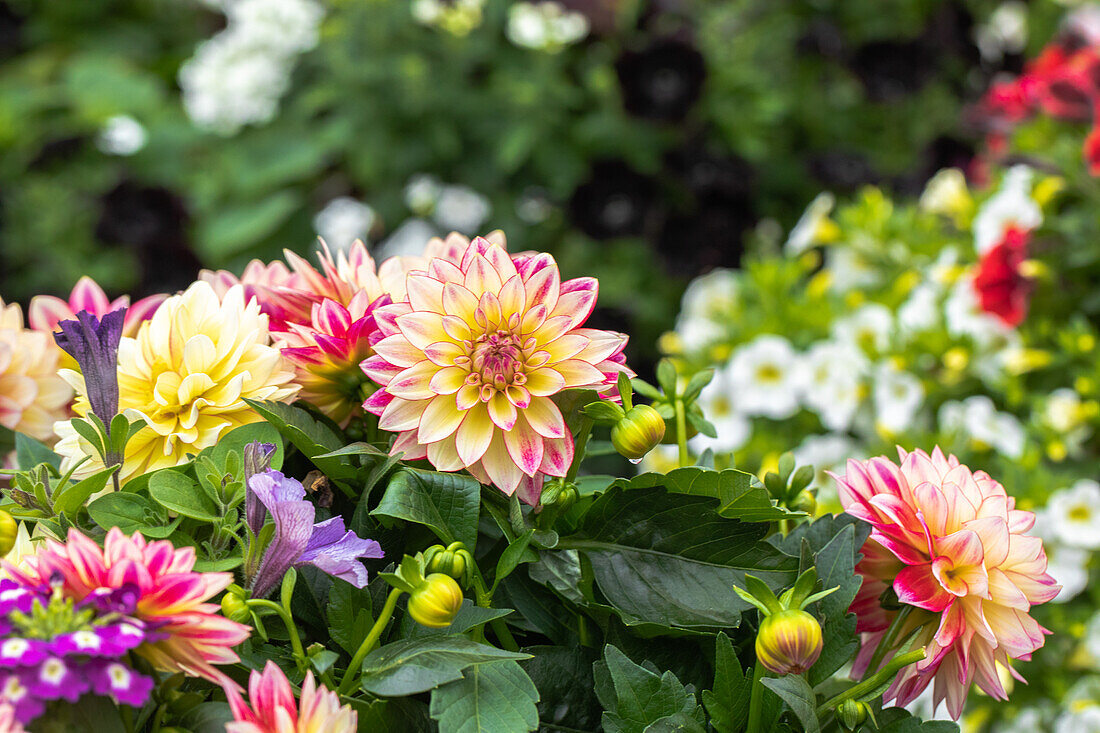 Dahlia Dahlinova Hypnotica® "Tropical Breeze