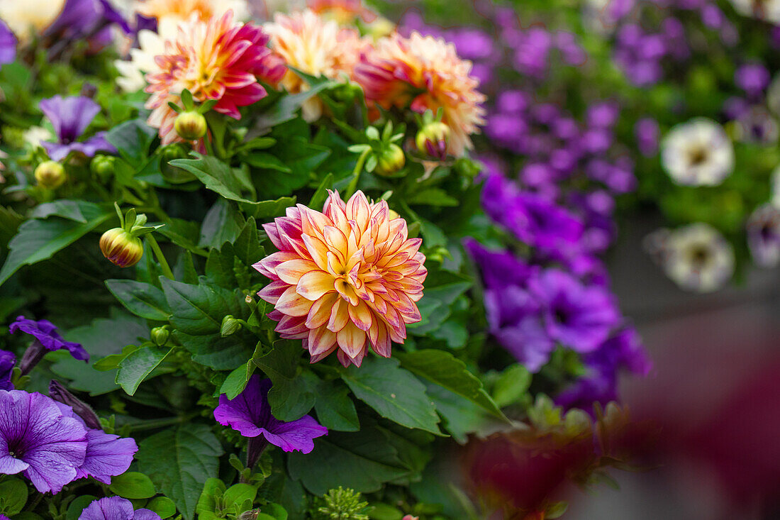 Dahlia Dahlinova Hypnotica® 'Tropical Breeze'