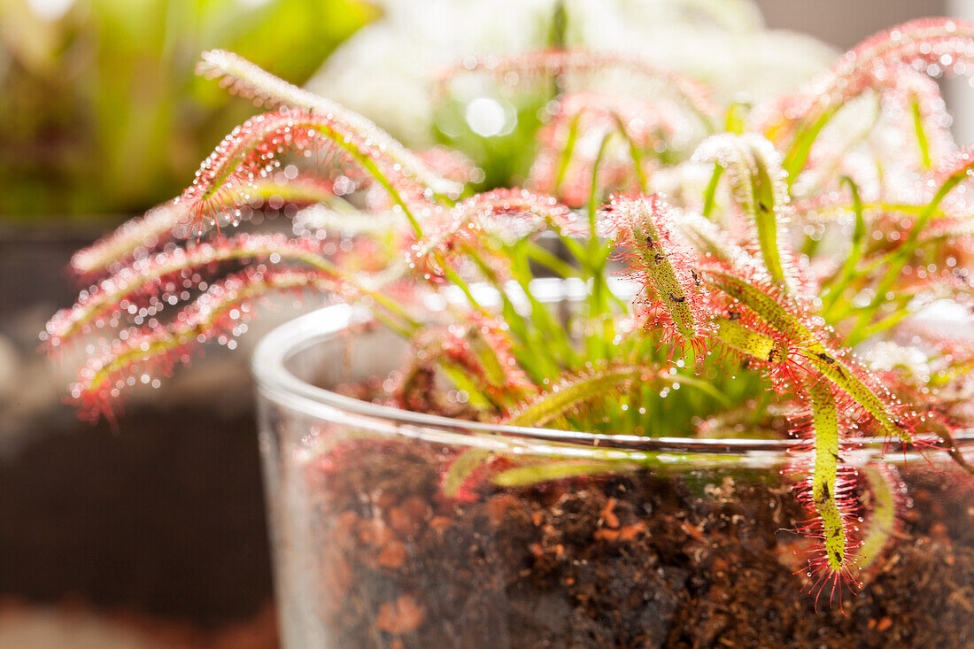 Drosera intermedia