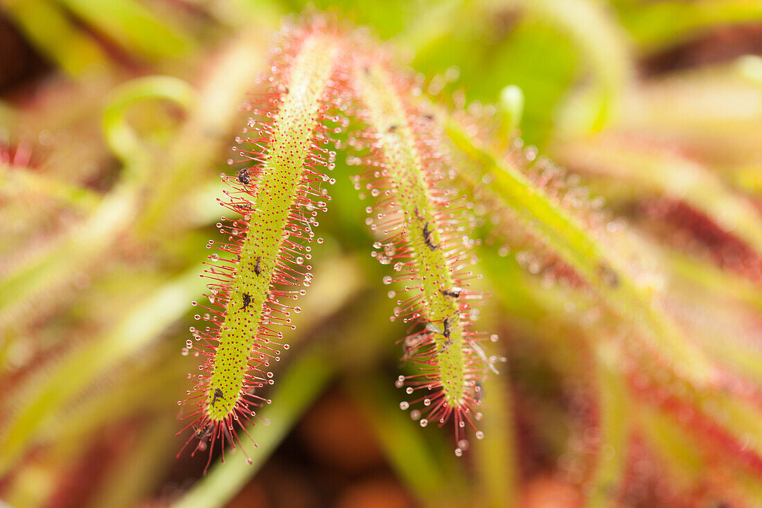 Drosera intermedia