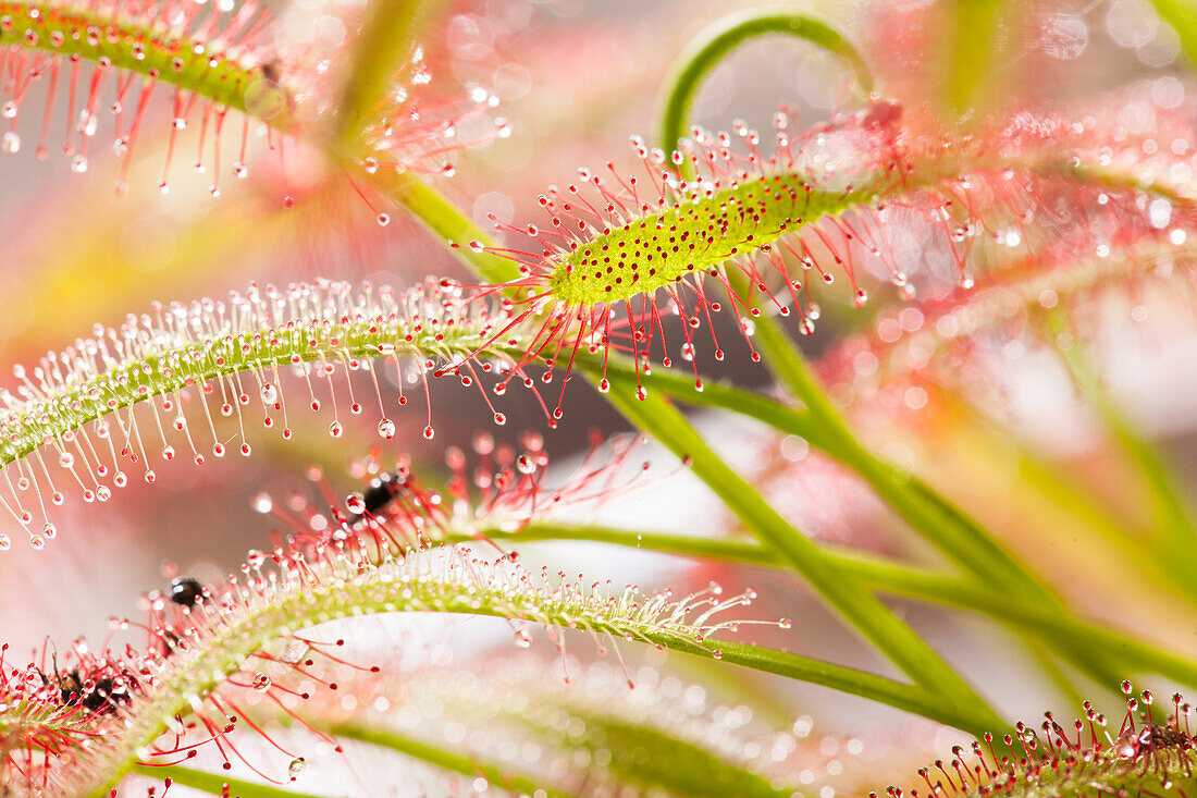 Drosera intermedia