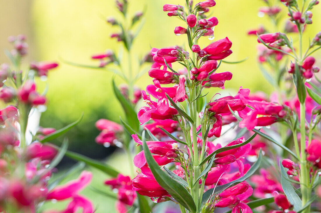 Penstemon "Pristine Deep Rose