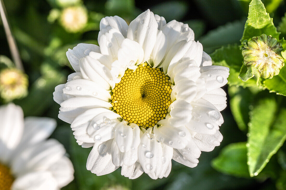 Leucanthemum x superbum 'Sweet Daisy Jane'