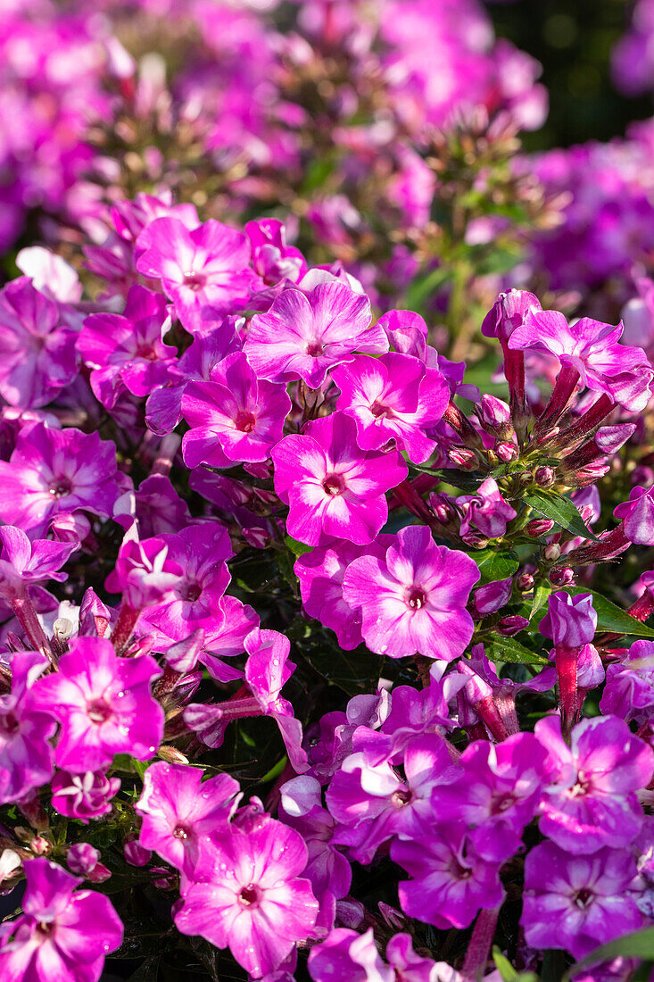 Phlox ,Early ® Purple Eye'