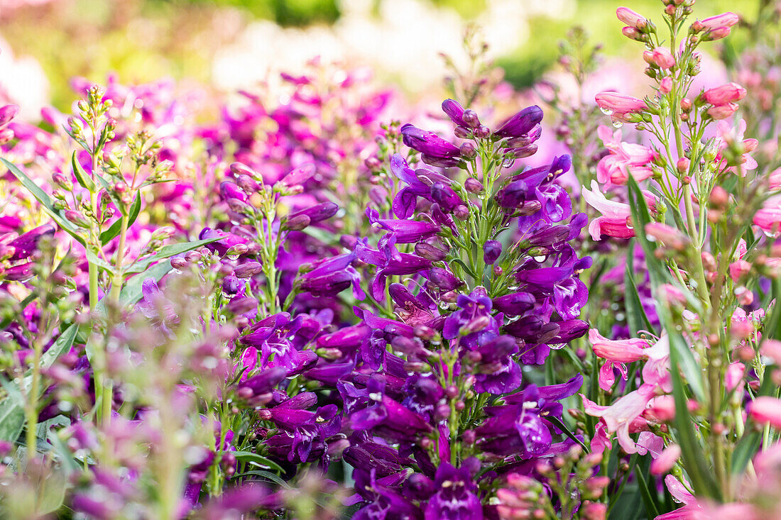 Penstemon 'Pristine Purple Purple