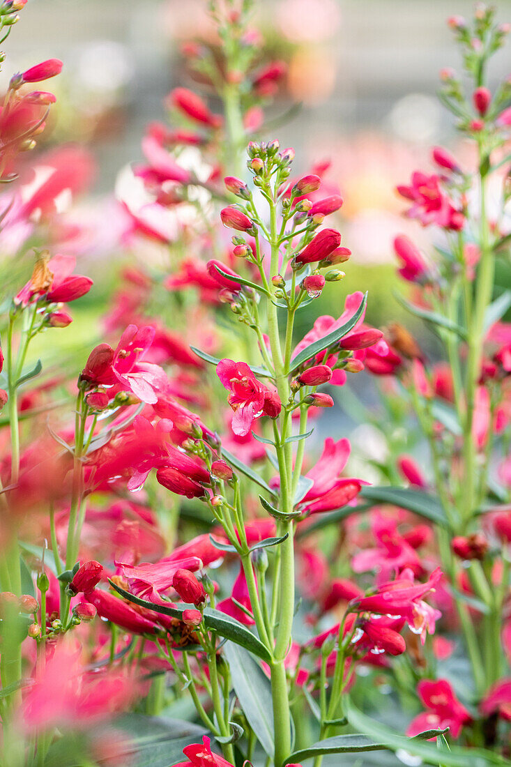 Penstemon "Pristine Scarlet