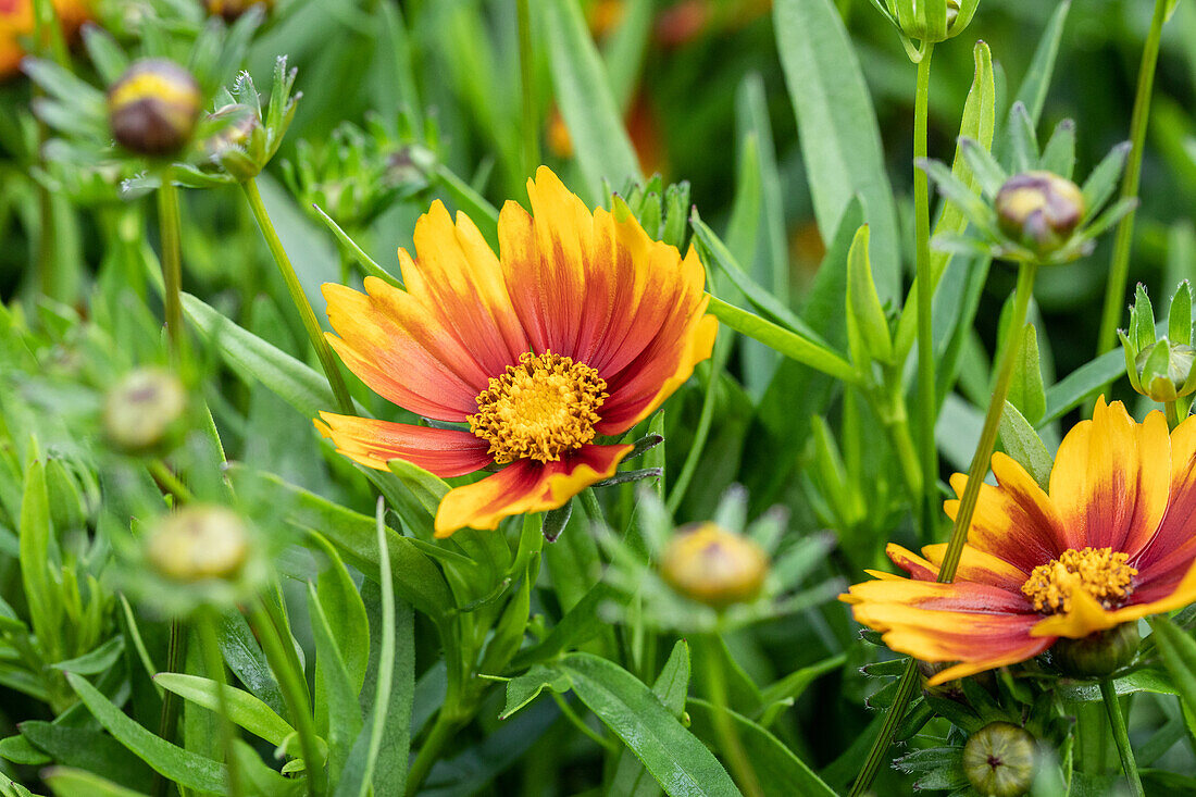 Coreopsis grandiflora Little Bang Daybreak