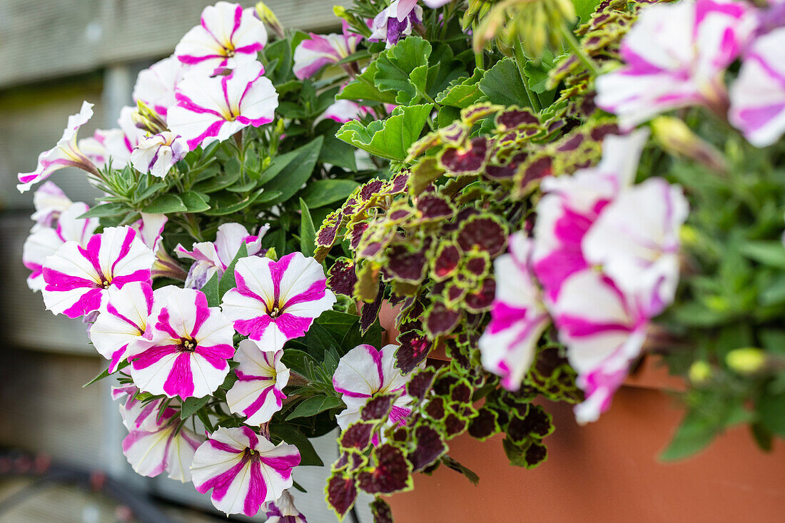 Petunia 'Surprise Pink Star'