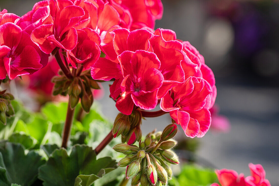 Pelargonium interspecific 'Sarita Neon Sizzle'