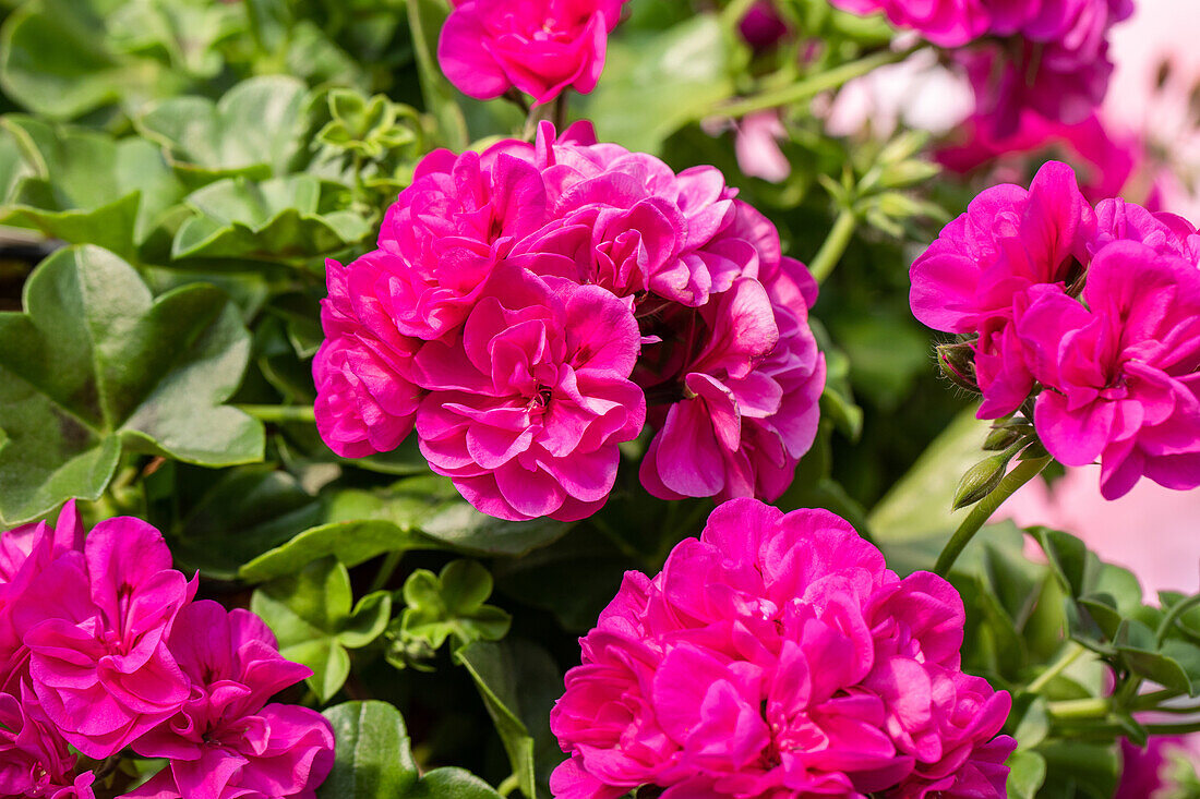 Pelargonium peltatum 'Great Balls of Fire Blue'.