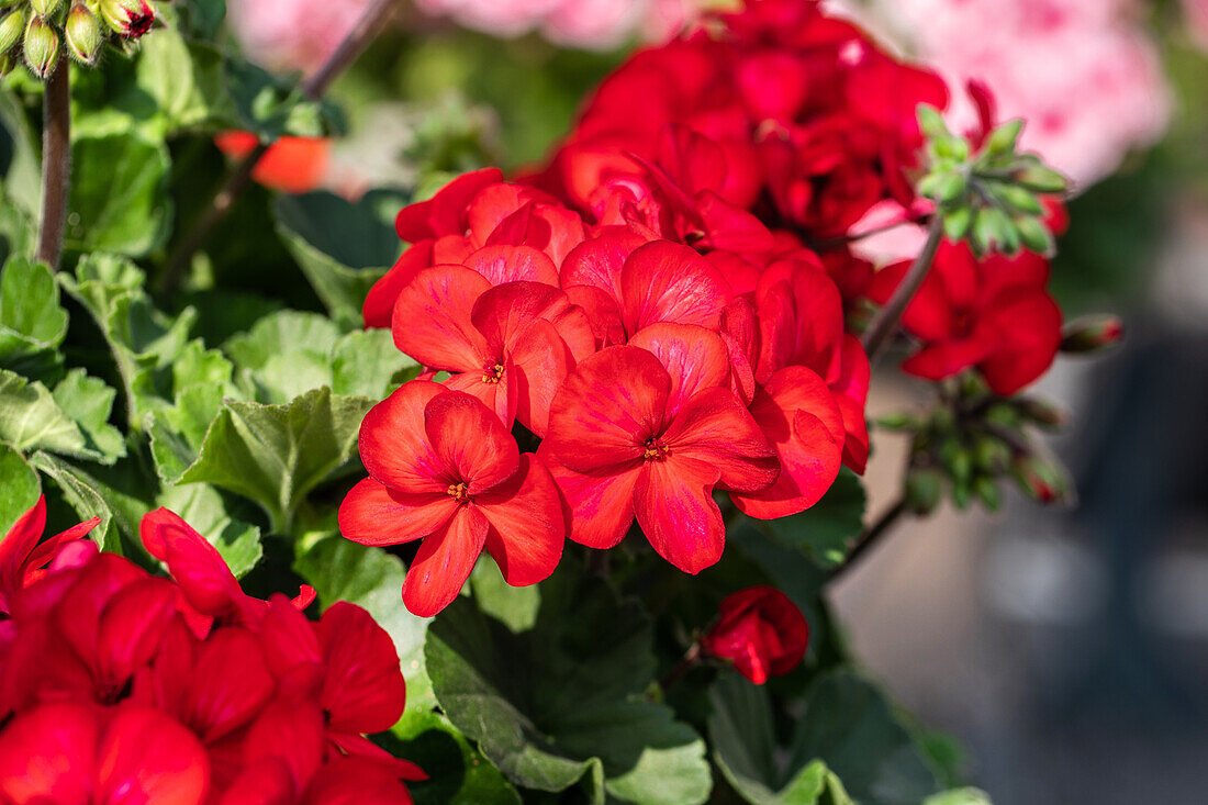 Pelargonium ,Sarita Sunstar Red'