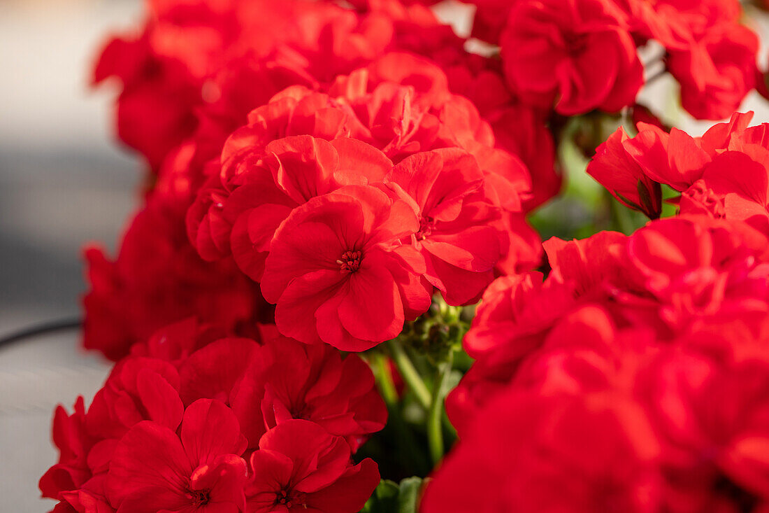 Pelargonium zonale 'Green Idols Dark Red'