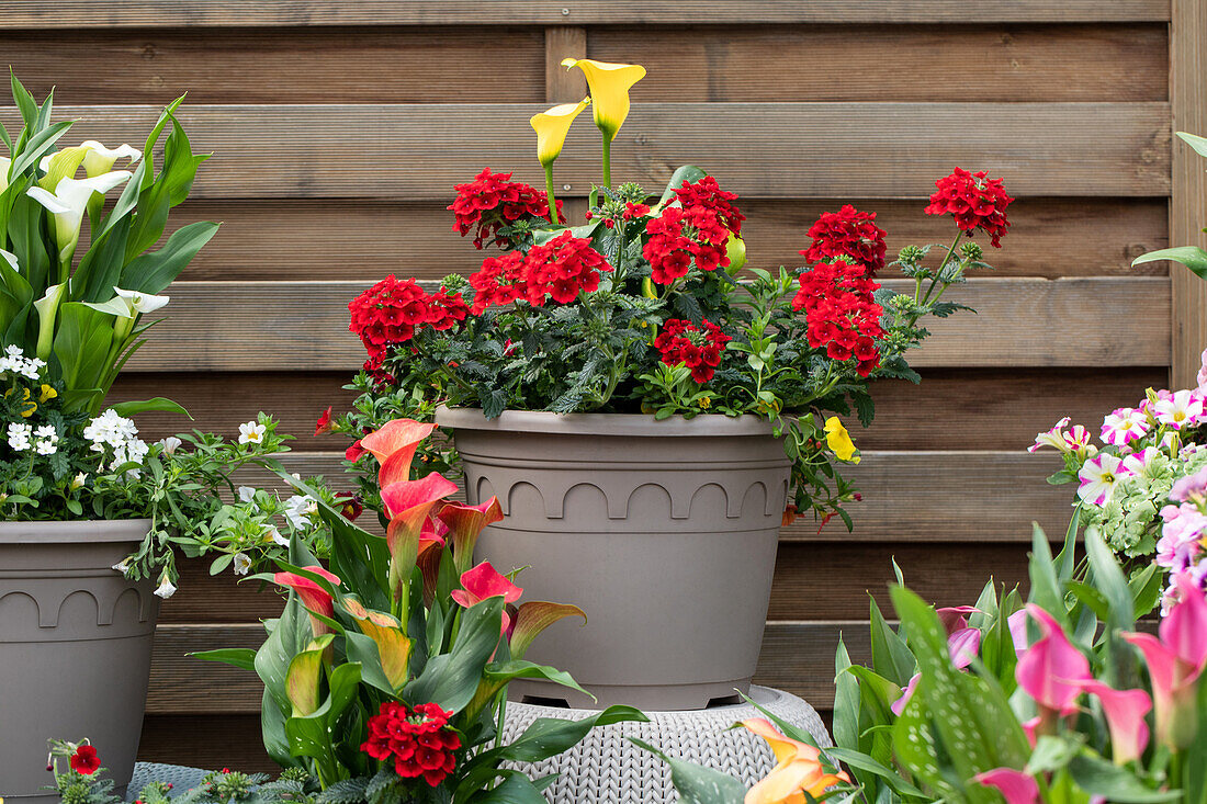 Zantedeschia Patio Calla