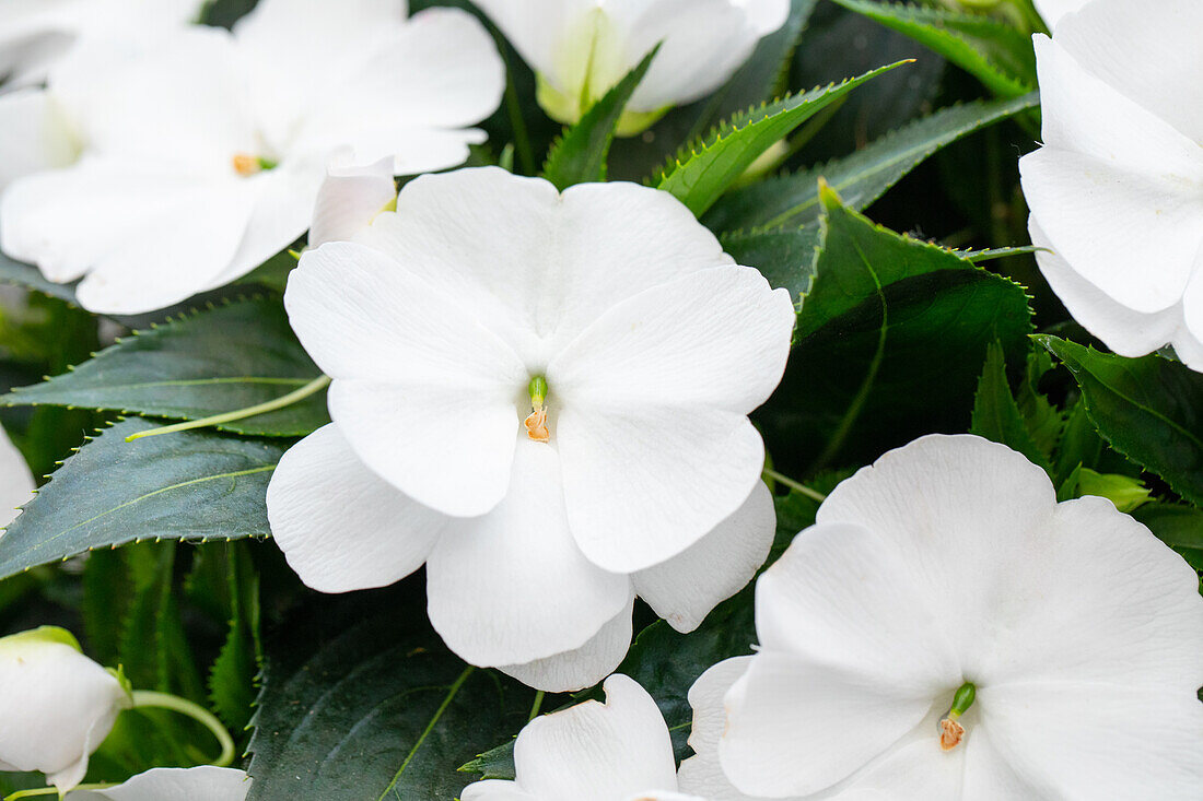 Impatiens neuguinea 'Magnum Pure White'