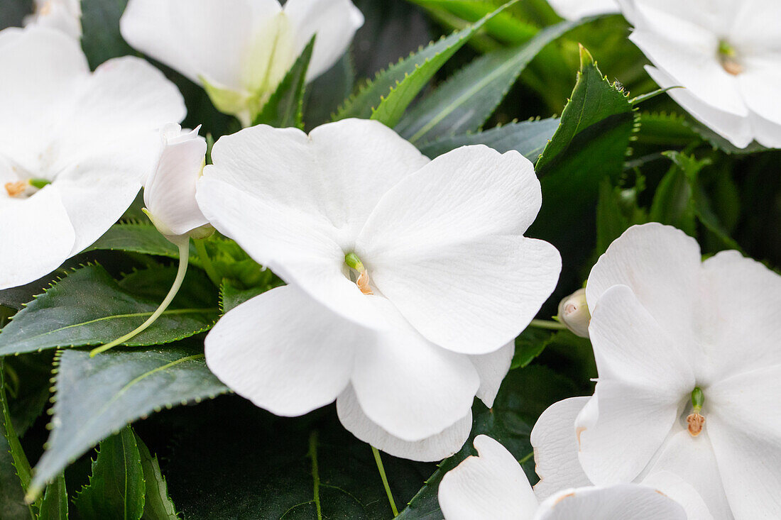 Impatiens neuguinea 'Magnum Pure White'