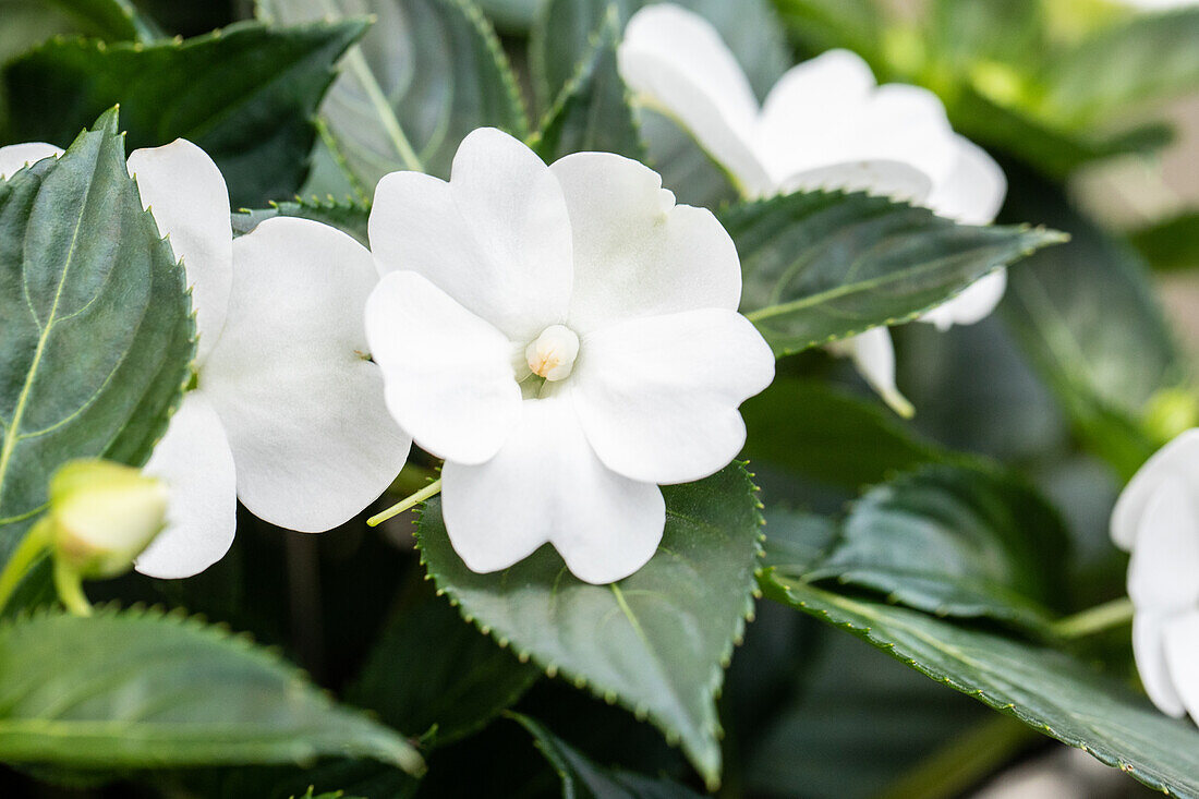 Impatiens neuguinea 'SunStanding White