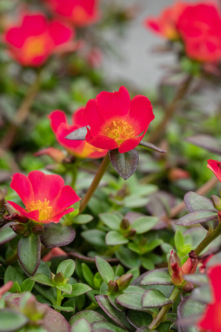 Portulaca "Cupcake Upright Rasberry