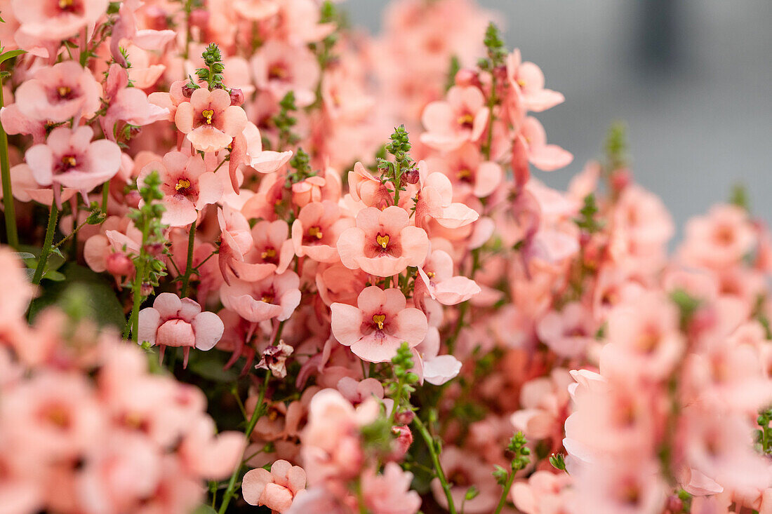 Diascia MyDarling Peach